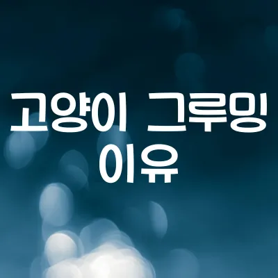 왜 고양이는 그루밍을 자주 할까 | 고양이 행동학 1 왜 고양이는 그루밍을 자주 할까 | 고양이 행동학